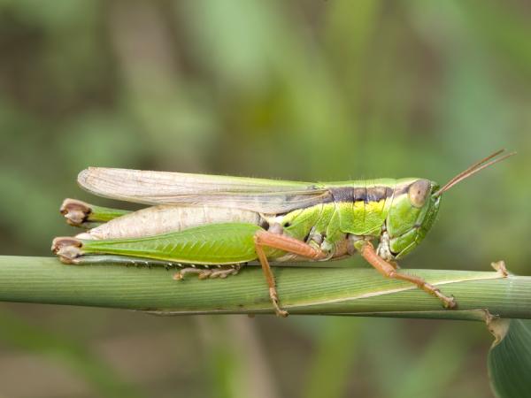 Cào cào là số mấy theo kinh nghiệm dân gian?