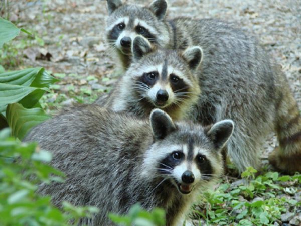 Con chồn số mấy theo dân gian và cách ứng dụng từ con số