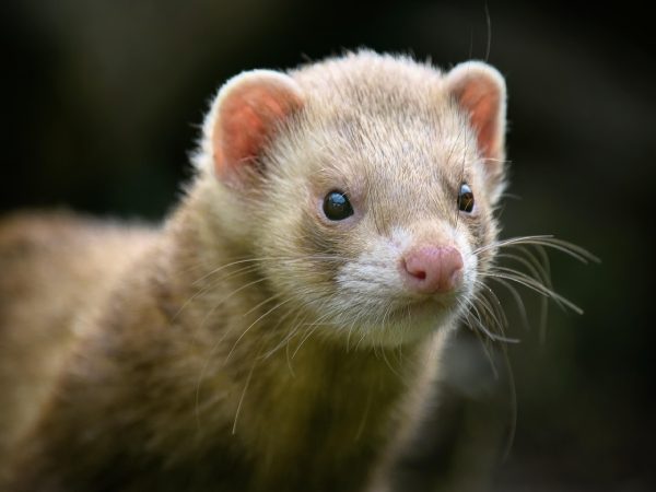 Con chồn số mấy theo quan niệm dân gian?