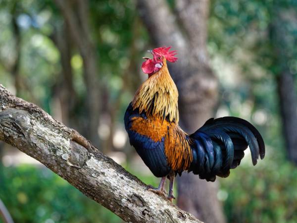 Ý nghĩa tranh gà trống phong thủy và trong đời sống