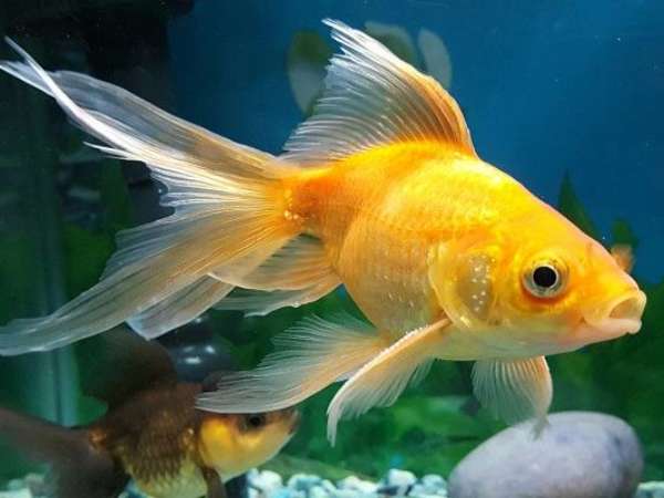 Ý nghĩa phong thủy của cá vàng Ý nghĩa phong thủy của cá vàng
