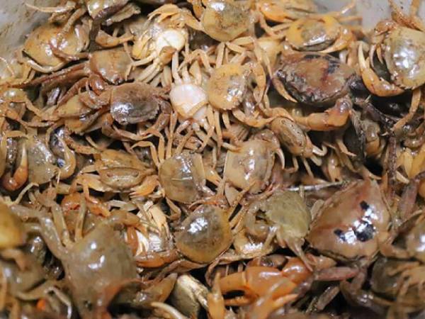 Nằm mơ thấy cua đồng chọn số mấy giúp kích hoạt tài lộc?