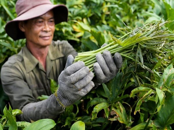 Nằm mơ thấy hái rau có ý nghĩa gì, con số gì phát tài
