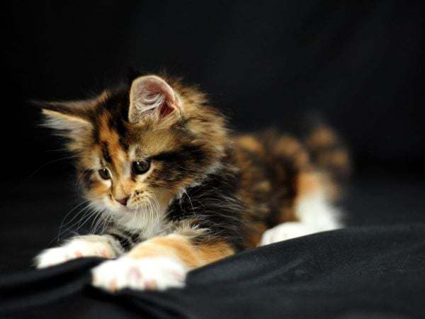 Nằm mơ thấy mèo tam thể là điềm gì? Lộc đến hay họa?