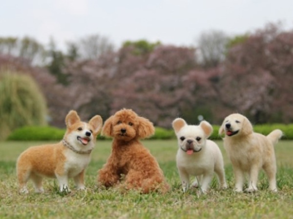 Nằm mơ thấy đàn chó con là điềm gì, có ẩn ý tốt hay xấu?