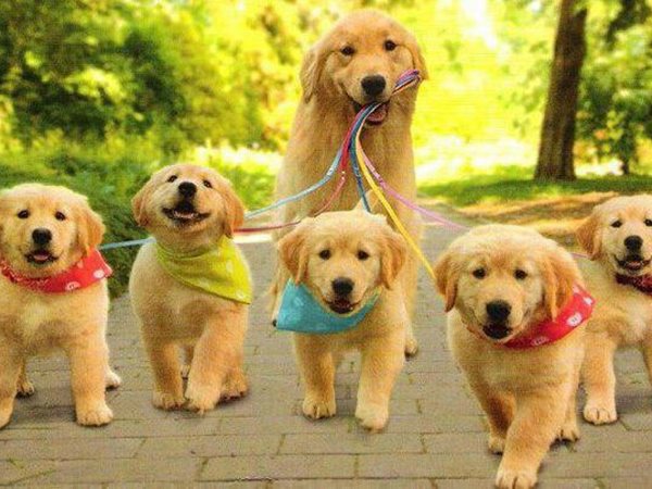 Nằm mơ thấy đàn chó con là điềm gì, có ẩn ý tốt hay xấu?