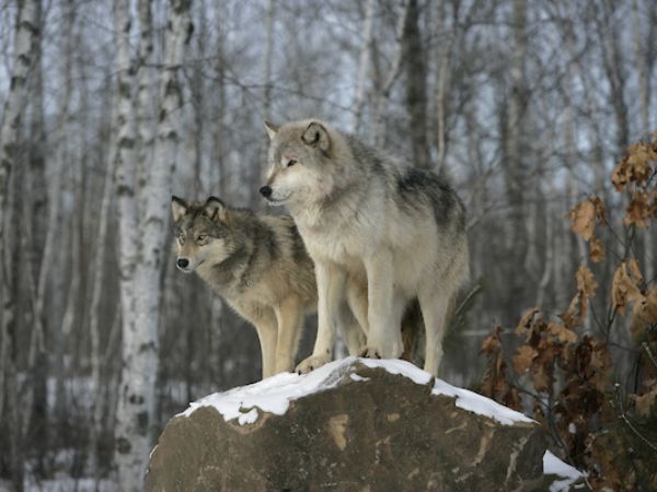 Nằm mơ thấy chó sói là điềm gì, con số gì trúng thưởng?